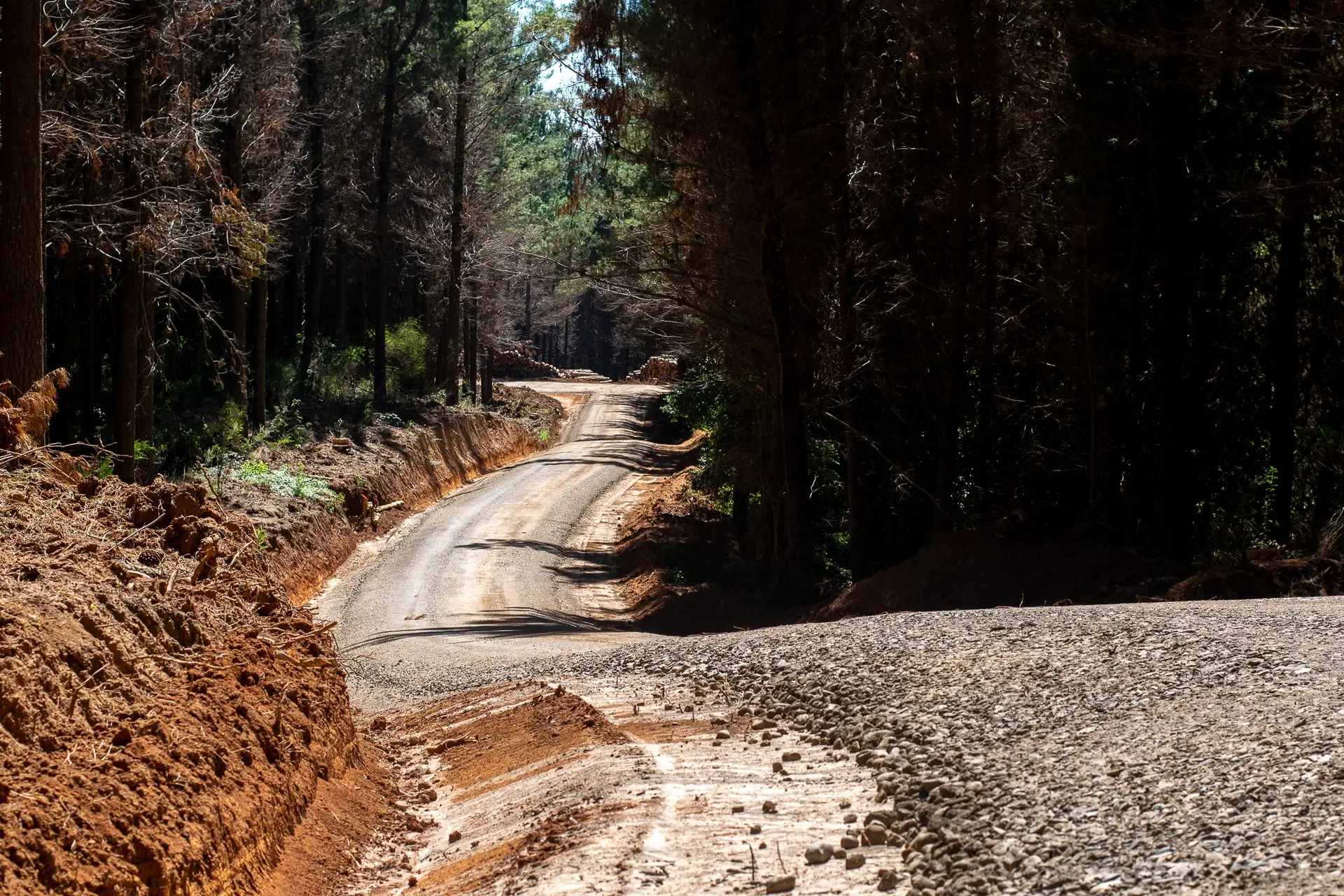 Camino forestal construido y habilitado